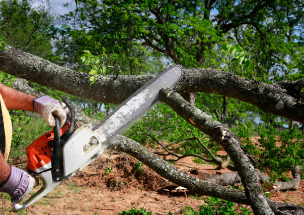 Baldwinsville, NY Tree Care Services Company